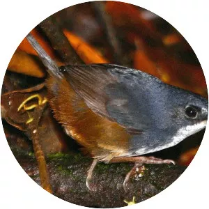 Bahia tapaculo - 