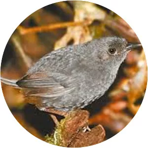 Bahian mouse-colored tapaculo - 