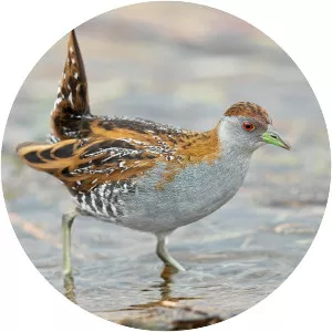 Baillon's crake