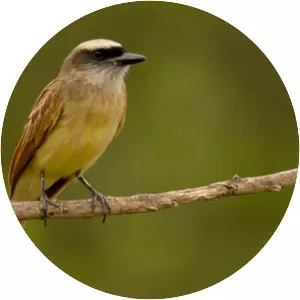 Baird's flycatcher - Bird