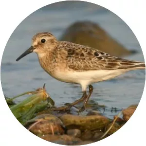 Baird's sandpiper