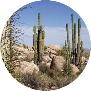 Baja California Desert - 