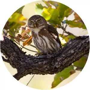 Baja pygmy owl