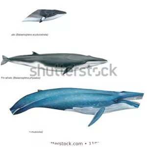 Balaenoptera