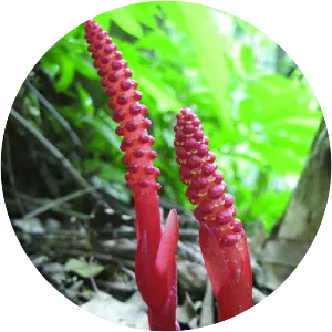 Balanophora laxiflora