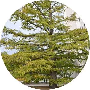 Bald cypress - Plants