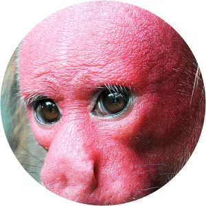 Bald uakari