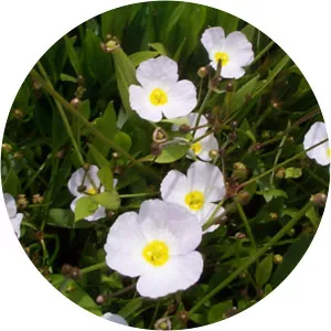Baldellia ranunculoides