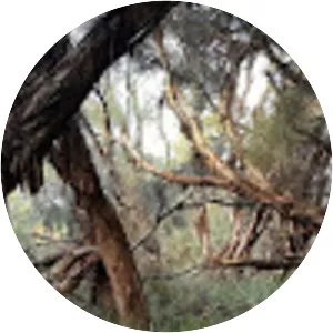 Baldivis Children's Forest - 