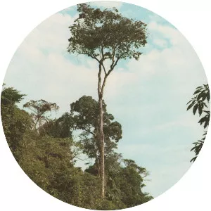 Balfourodendron riedelianum