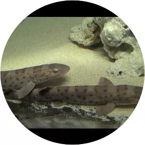 Bali catshark