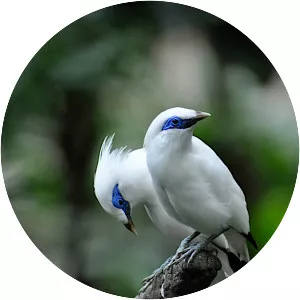 Bali myna