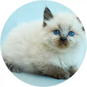 Balinese cat - Cat breed