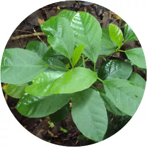 Baliospermum solanifolium