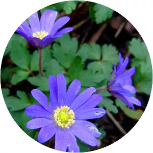 Balkan anemone - Plants