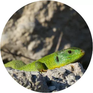 Balkan green lizard