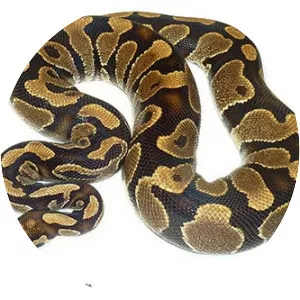 Ball python photograph