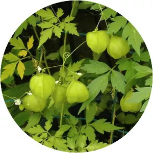 Balloon vine - Plants