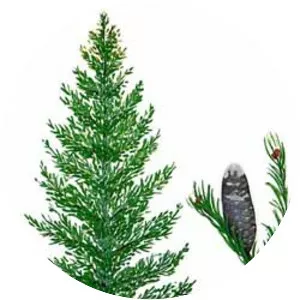 Balsam fir