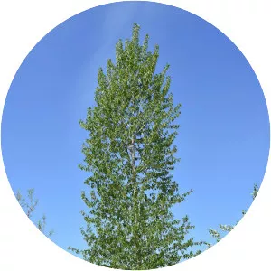 Balsam poplar - Plants