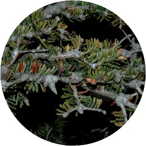 Balsam woolly adelgid