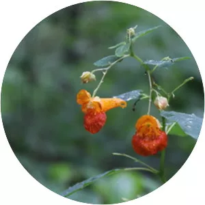 Balsaminaceae