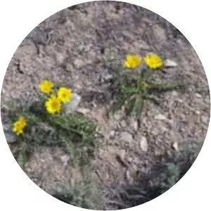 Balsamorhiza hookeri - Plants