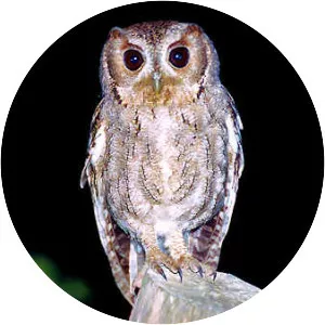 Balsas screech owl