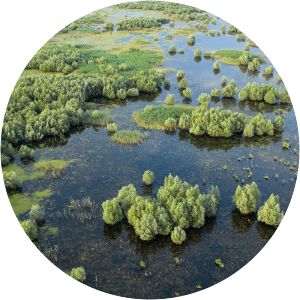 Balta Mică a Brăilei Natural Park - Protected area