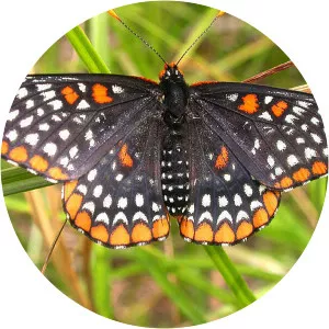 Baltimore checkerspot