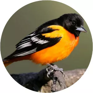 Baltimore oriole