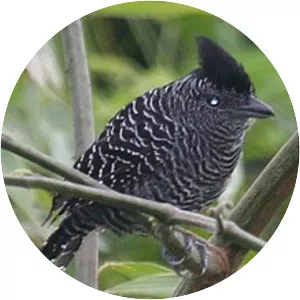 Bamboo antshrike - Bird