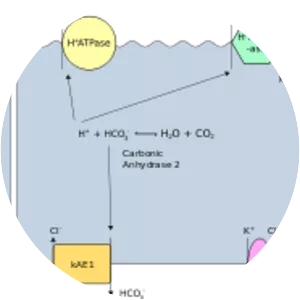 Band 3 anion transport protein - 