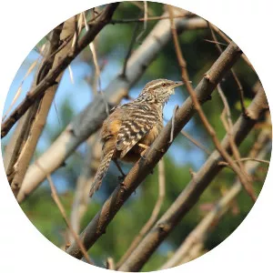Band-backed wren