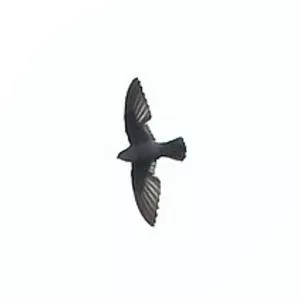 Band-rumped swift