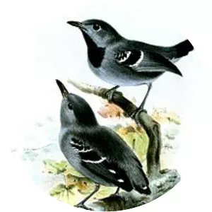 Band-tailed antwren