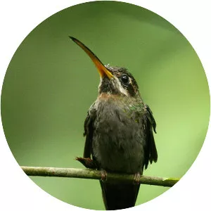 Band-tailed barbthroat
