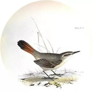 Band-tailed Eremobius