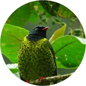 Band-tailed fruiteater - Bird