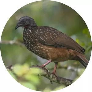 Band-tailed guan