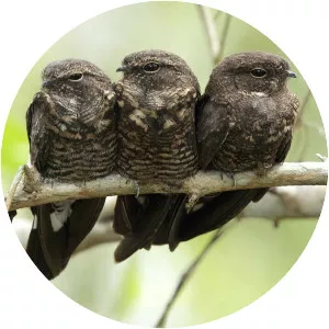 Band-tailed nighthawk - Bird