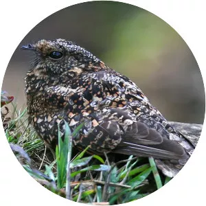 Band-winged nightjar