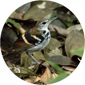 Banded antbird