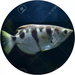 Banded archerfish
