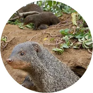 Banded Brothers - 2010 ‧ Drama ‧ 1 season