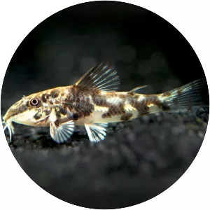 Banded corydoras