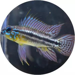 Banded dwarf cichlid