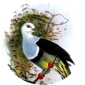 Banded fruit dove - Bird