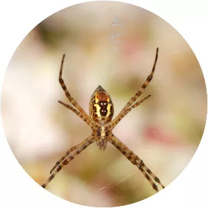 Banded garden spider