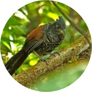 Banded ground cuckoo